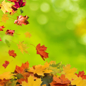 9 1 300x300 - Осенние листья
